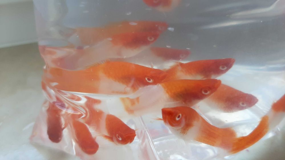 mieczyki     koi
