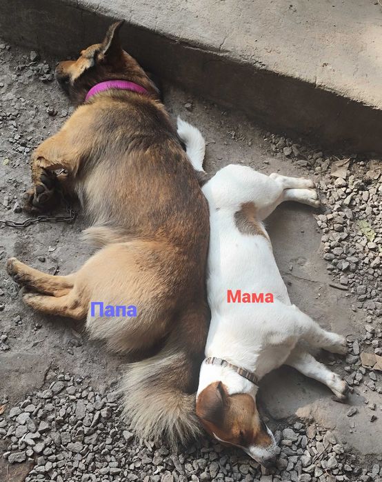 Джек Рассел терьер метис