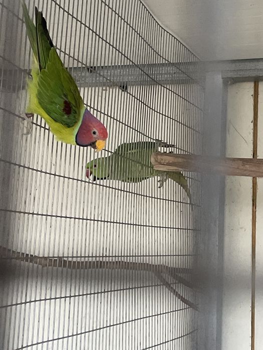Vendo Ringnecks e outros