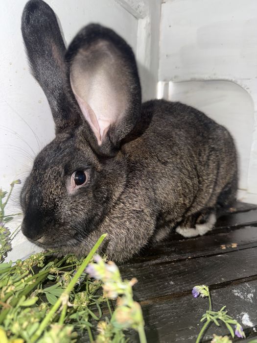 Кролики, строкач + Полтавське срібло