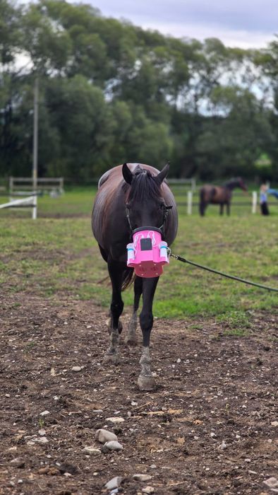 Bezprzewodowy zestaw do inhalacji konia EquiPrint
