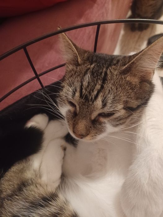 Kocurek I kotka do adopcji