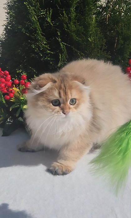 Шотландська золота шиншила