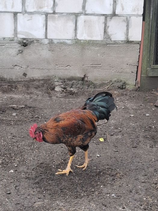 Sprzedam koguty tegoroczne