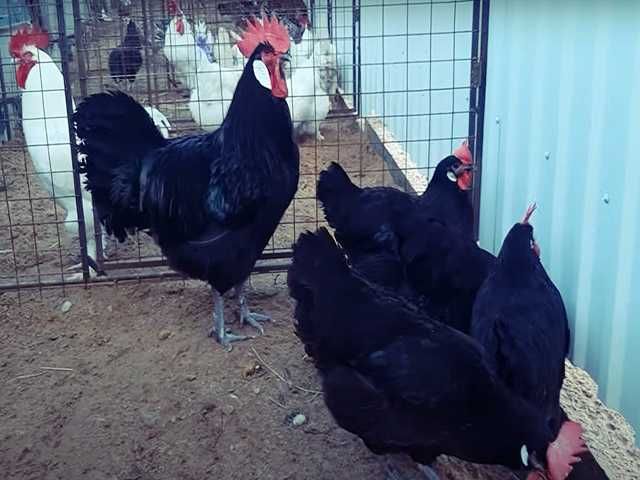 Інкубаційне яйце птиці різних порід Барбезье.