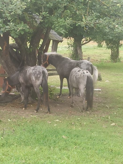 Klacze, kucyki, kuce