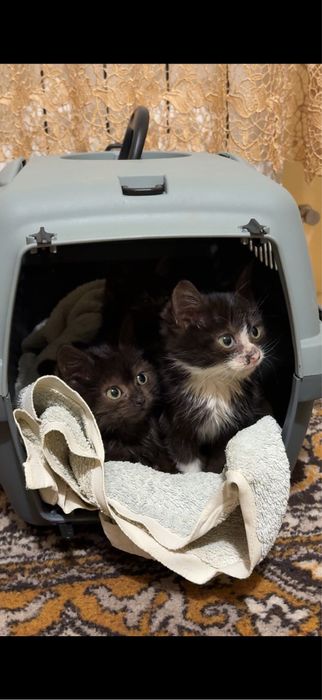 Кошенята в добрі руки