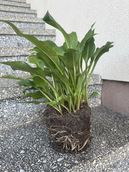 Funkia  fortunea