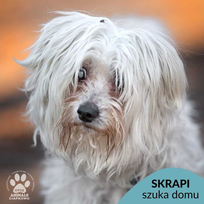 Skrapi szuka wyrozumiałego domu na jesień życia! OTOZ Animals Ciapkowo