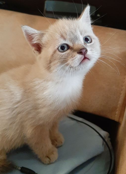 Котенок девочка Британская Блю Поинт