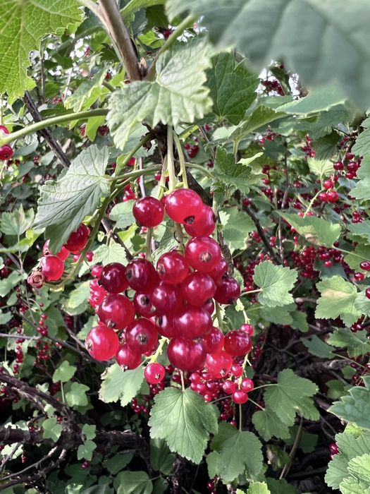 Czerwona porzeczka bez opryskow chemicznych