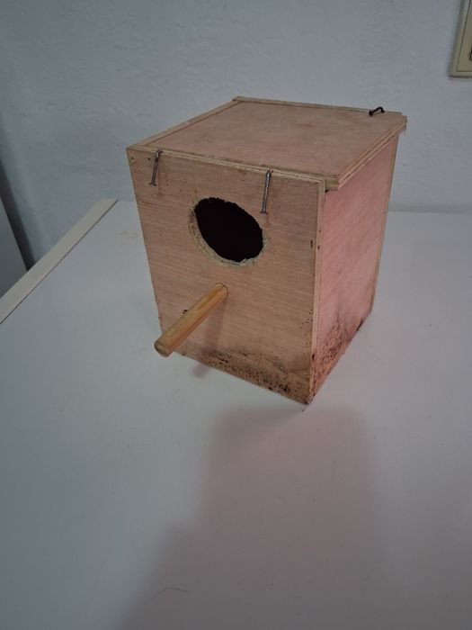 Piriquito harogomo fêmea e ninho