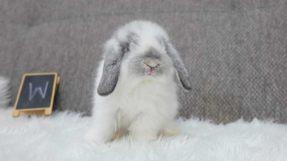 Coelhos anões Bebés +Gaiola Nova +alimentação adequada