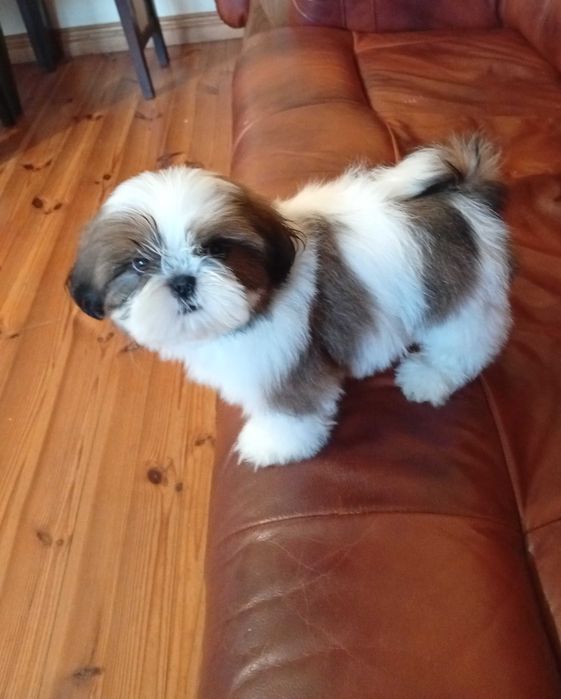 Shih-Tzu suczka tricolor