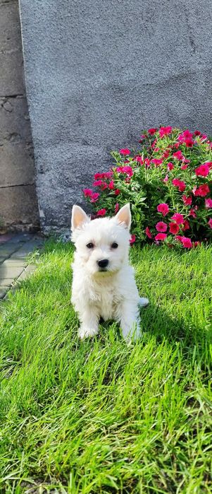 West Highland White Terrier suczka