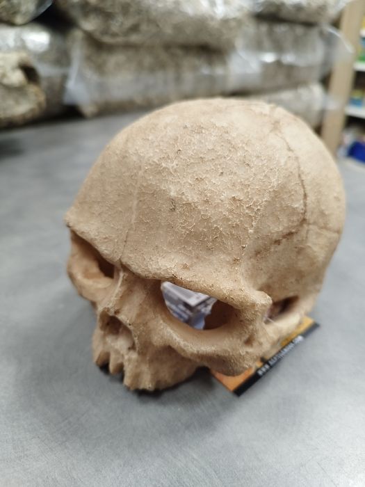 Ozdoba Terrorystyczna Czaszka Kryjówka MASSON