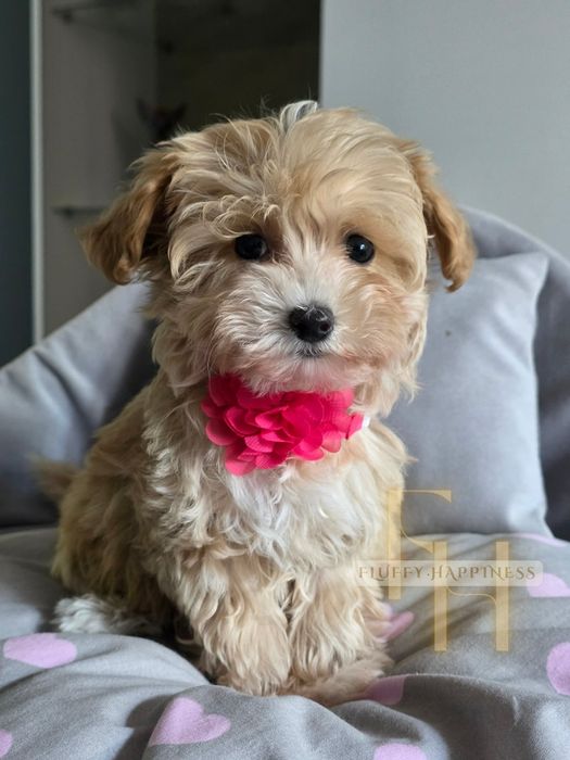 Cudowna Sunia**Maltipoo **