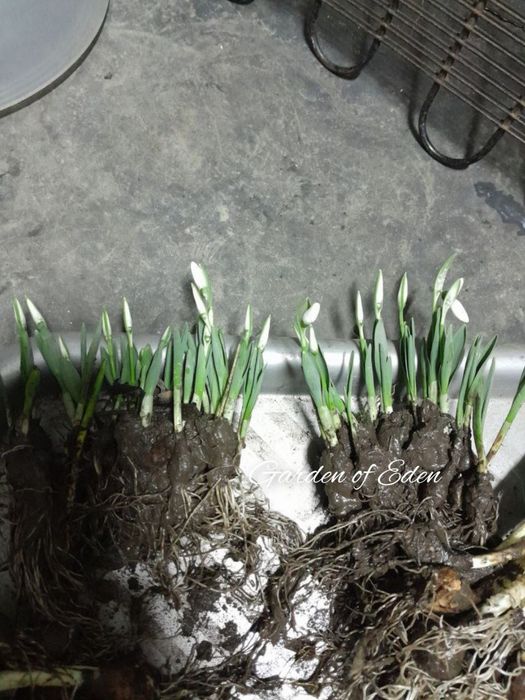 Голлантус крупноцветковый Elwesii Polar Bear. Первоцвет
Эффектный сорт