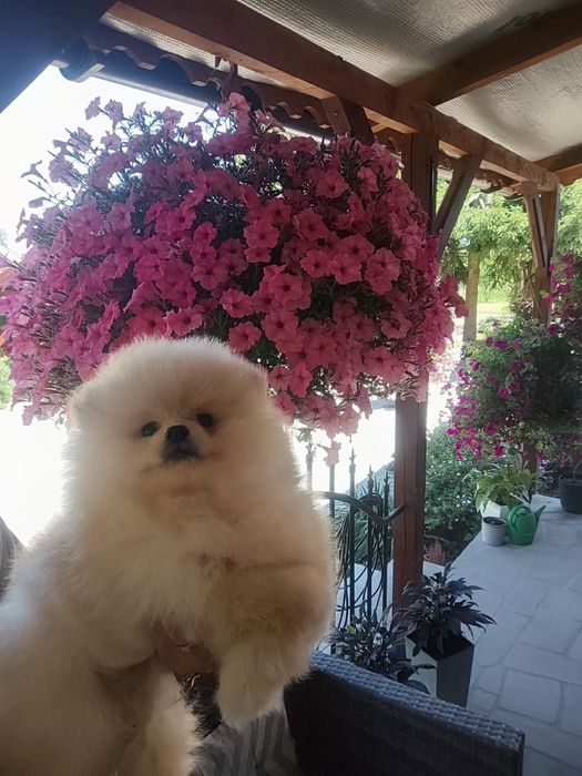 Pieseczek  pomeranian