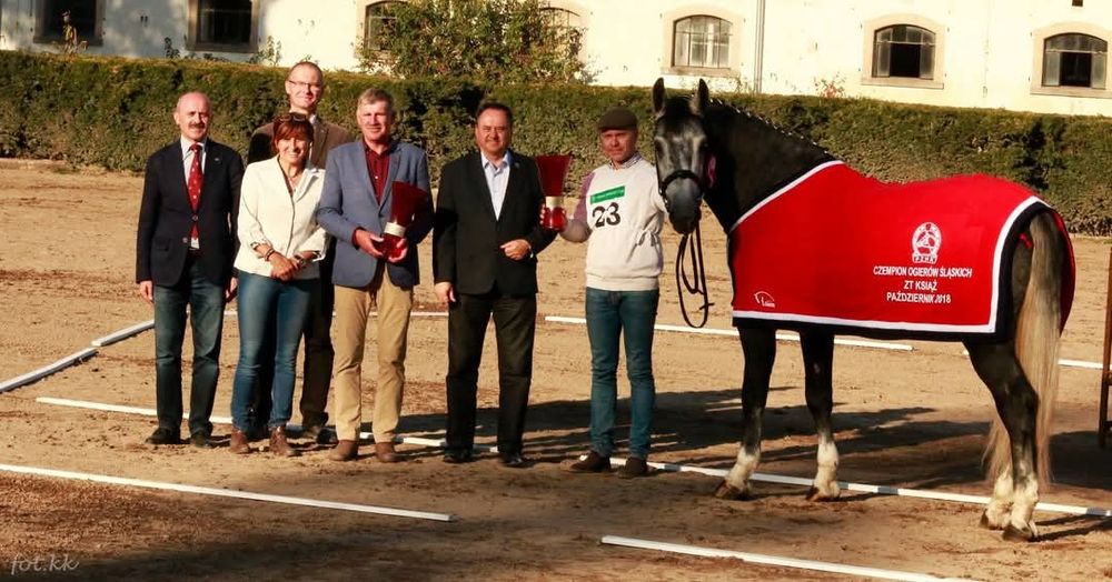 Stanówka Ogier śląski Ramzes II