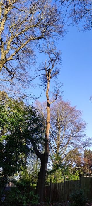 Wycinka i pielęgnacja drzew