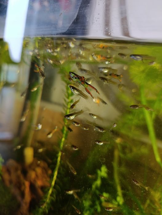 Sprzedam gupiki 1 cm