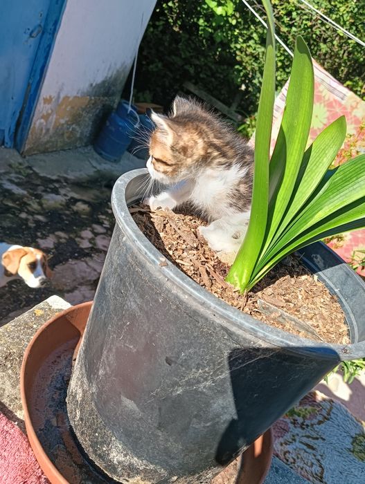 Gatinho bebé tigrado muito meigo para adoção responsável