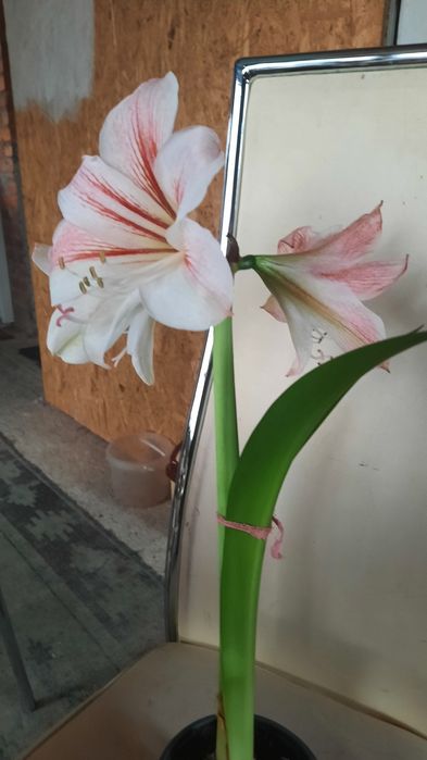 Гіпеаструм кімнатний