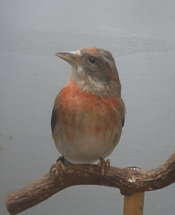 Samice bastardów z różnych połączenia