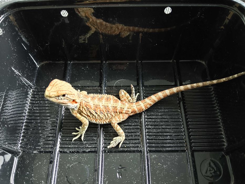 Agama brodata, pogona, gady