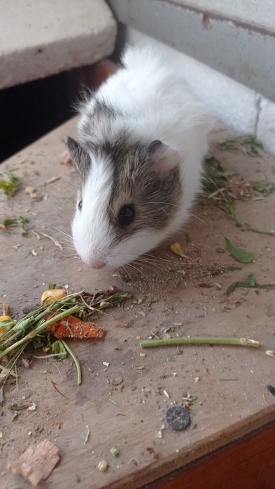 Свинки  морські і морські свини