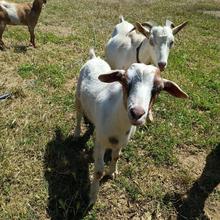 Cabrito - mocho - raça grande