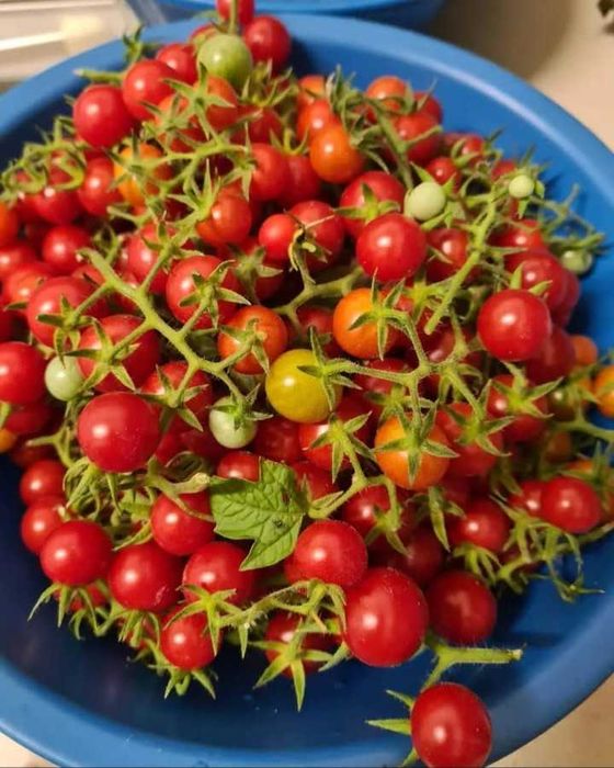 Tomate cherry - produção própria