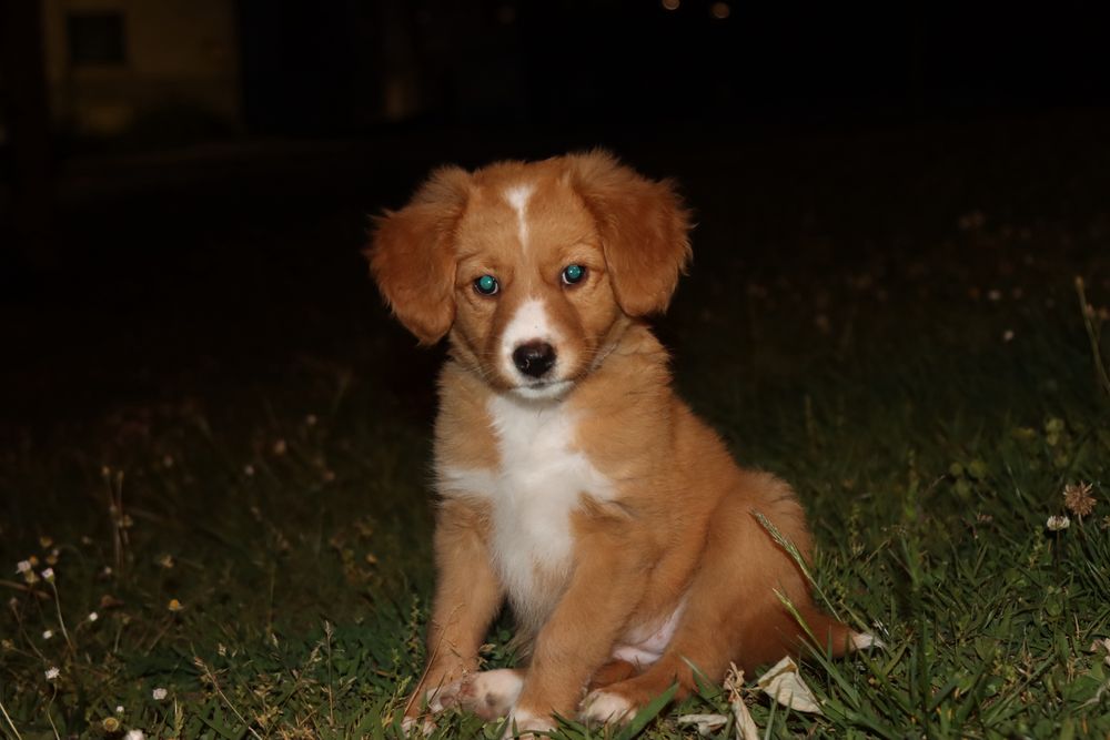 Cadela mestiça (    SRD ) de 5meses