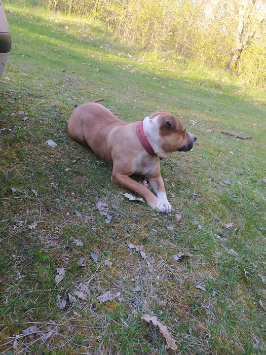 Кабєль для в'язки! Пітбуль