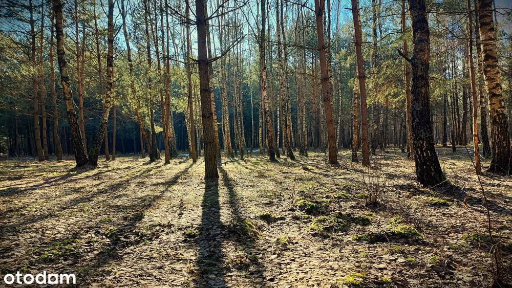 Leśne działki przy Poleskim Parku, cisza, warunki zabudowy