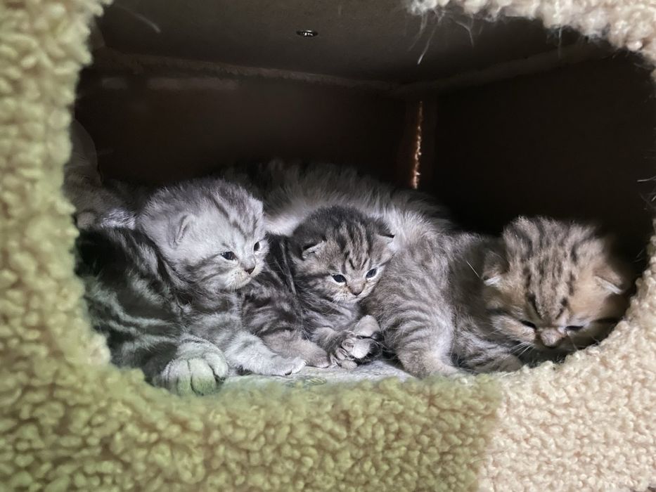 Вязка (кот). Серебристая шиншилла