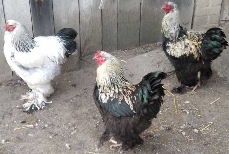 Kury koguty Brahma