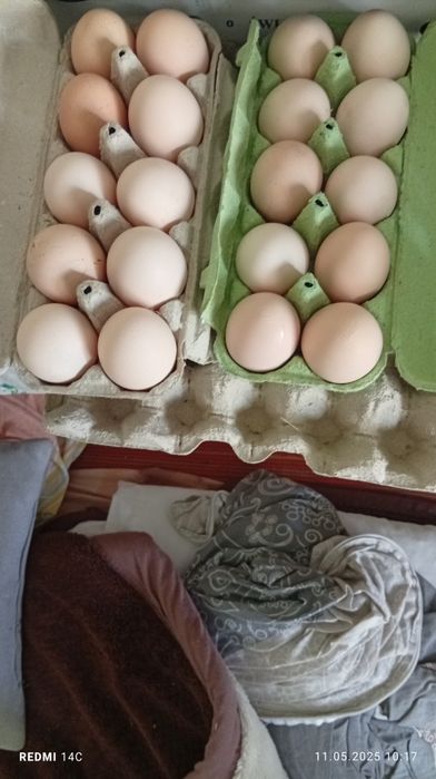 Jajka od kurek ze wsi , jajko wiejskie EKO