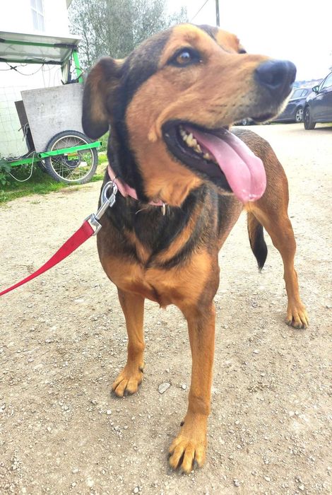 Bandida - cadela média para adoção