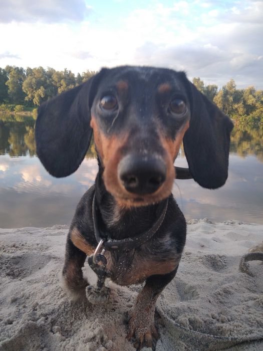 Отдам мраморную таксу, девочка, 7,5 лет. Родословная и вет.паспорт.