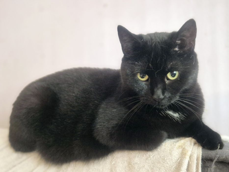 Młoda koteczka Samba do pilnej adopcji