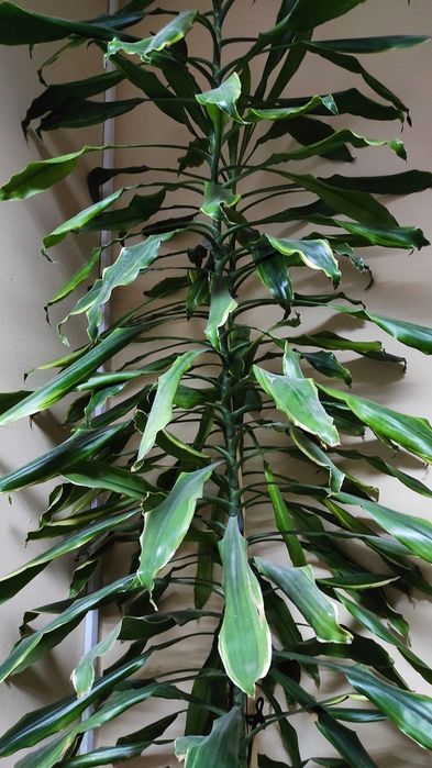 Вазон ДРАЦЕНА 3м. Пальма Юка Кімнатна рослина 3м.