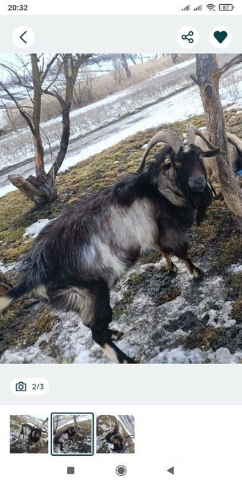 Вязка коз. Козлик 3.5 года "Борька".