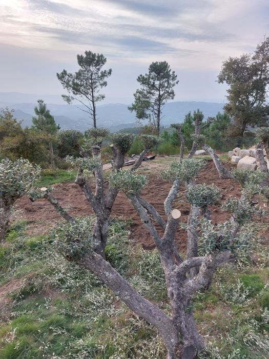 Oliveiras centenárias