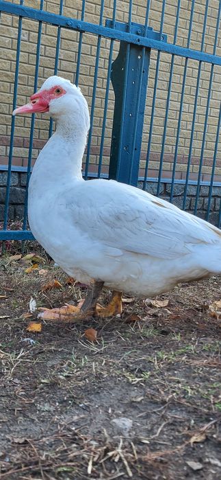 Инкубационное яйцо  мускусной утки, индоутки тяжелой линии Белые