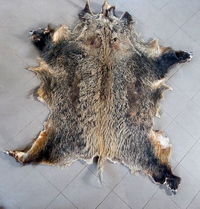 Trzy duże skóry z dzika