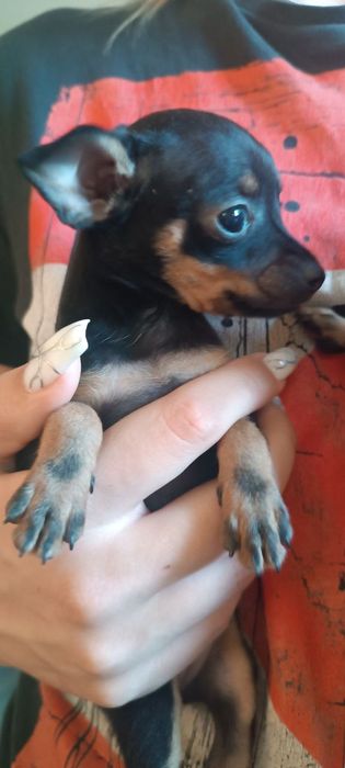 Щенок той-терьера