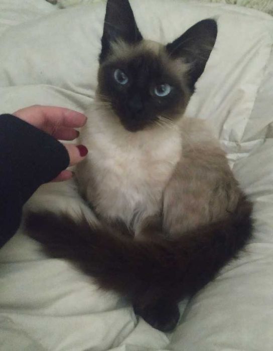 Gatinhos siamês bebés