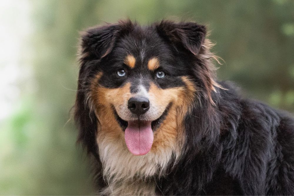 Zdecydowany duży puchaty niebieskooki Melex do adopcji